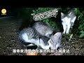 孝顺的小流浪猫，主动把食物让给猫妈妈，还带着猫爸爸找上门