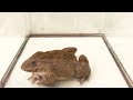 Amazing Asian Bullfrog Eating Big Mouse! Live Feeding