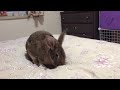 Molly the bunny tries to dig up the duvet