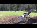 Donkeys enjoying themselves at Woods Farm