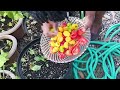 Season 2: EP 43 - Another Harvest/Working In The Garden / Growing In The Garden /Food/Farming