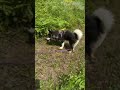 Highlight 1:10 - 6:11 from Walk With Raven The Alaskan Malamute Puppy 🐶 🐺🌞🐾 #alaskanmalamute #dog #p