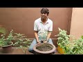 When to Prune Curry leaf Plant || Prune and Shoot || Curry Leaf Plant Growing Tips