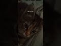 This kitten is techy that she swiping on the phone screen #kitten #cute #funny