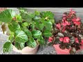 4 mistake you are killing your begonia plant in summer// yah 4 galtiyan mat karna begoni ka sath