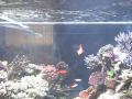 Flame Wrasse Spawning