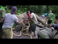 A Rescue Mission by a wildlife team: Humanity at its best, showing what humans can do