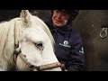 Tragic horse case - could this happen to you or someone you know?