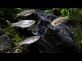 Volcano Rasbora Island Aquascape with Hakkai Stone (Low Tech)