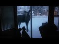 Moose at the door