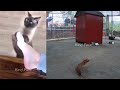 🤣😸 Best Cats Videos 😂🤣 Funny Animal Moments # 12