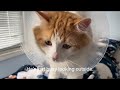 Crazy cute cat’s daily routine, post surgery 3rd Day Recovery