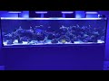 Waterbox Reef LX 320.7 at 7 months