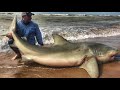 500lb BULL SHARK on Spinning Gear