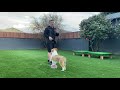 Teach Your Dog 10 Behaviors with Luring | Rough Collie Dog Training