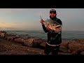 COBIA! Rare Land BASED Catch! Jetty Fishing Port Aransas