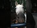 Boop the snoots! Feeding carrots to my unicorn & chonky donkey friends 💖✨🦄🐴🦄🌲🐎🌲