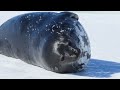 Weddell Seal approaches photographer | Ross Island, Antarctica