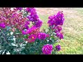 PURPLE MAGIC DWARF CRAPE MYRTLE / GREAT SOUTHERN GARDENS