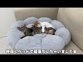 子猫が寝た後に隠れてこっそり甘えてくる兄猫がかわいすぎました…笑