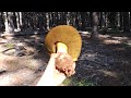 Boletus - Porcini Hunting Siskiyou County, California