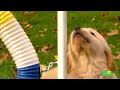 Growing Up Golden: Golden Retriever Puppies | Too Cute!