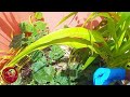 Come Garden With Me In My Small Space Vegetable Garden#selfsufficient 🇯🇲 Jamaican Backyard Episode 3