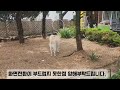 진돗개들이 아침에 마당나오면 날리가납니다~#반려견 #진돗개#진도개