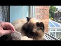 Himalayan cat gets combed and isn’t happy about it! 😾