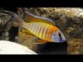 Colorful Sunshine and German Red Male Peacock Cichlids HD - Live Fish Direct