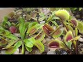 happy flytraps 😊