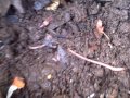 My backyard worm composting bin