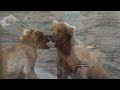 Bears Catching Fish at Brooks Falls--4K video/Sony a1