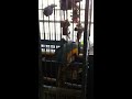 Funny Pet Store Macaw