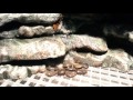 Rock background for poison dart frog terrarium