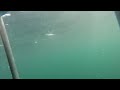 Awesome shark encounter off Seal Island, Cape Town