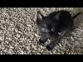 Tiny Kitten is Angry