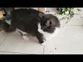 КРАСИВЫЕ БЫЛИ ЦВЕТОЧКИ , МЕЙН-КУН АСЯ  MAINE-COON ASIA, THE  FLOWERS WERE BEAUTIFUL