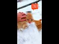 🙀How To Pet A Stray Cat?