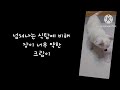 강아지가 왕자 대접 받을 때 + 소소한 일상이 행복한 이유