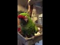 Tequila the parrot screaming