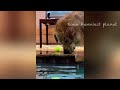Funniest Dogs And Cats Videos 😅 - Best Funny Animals Videos 2023😇 #6