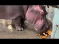 Halloween Treats for Hippos at Calgary Zoo