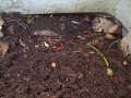 Cute Baby Frog Captured on Video in my Compost Bin