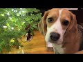 Cute beagle inspects Christmas tree ornaments
