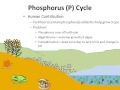 The Phosphorus Cycle