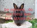 Mr Mawkin the rabbit