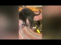 Funny Animal Videos  | funny cats #funnyanimals #funny