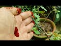 Rose Care Repotting propagation in rain | Rose ke plant  मे पाये  भर भर के फूल #youtube #rose