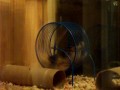 Mousey spin cycle